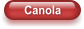 Canola